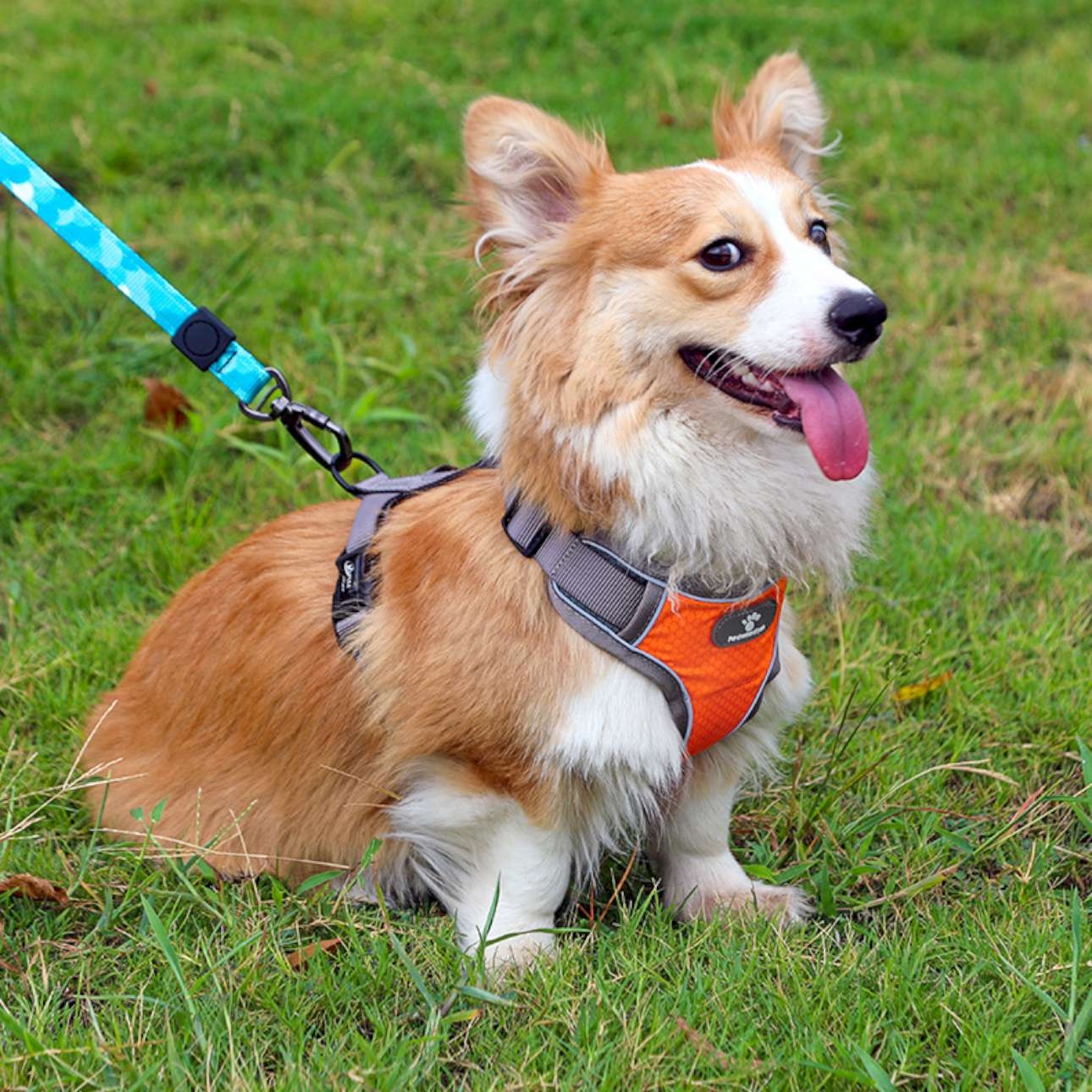 Szelki treningowe spacerowe dla psa ASTRO pomaranczowe rozmiar M - obrazek 4
