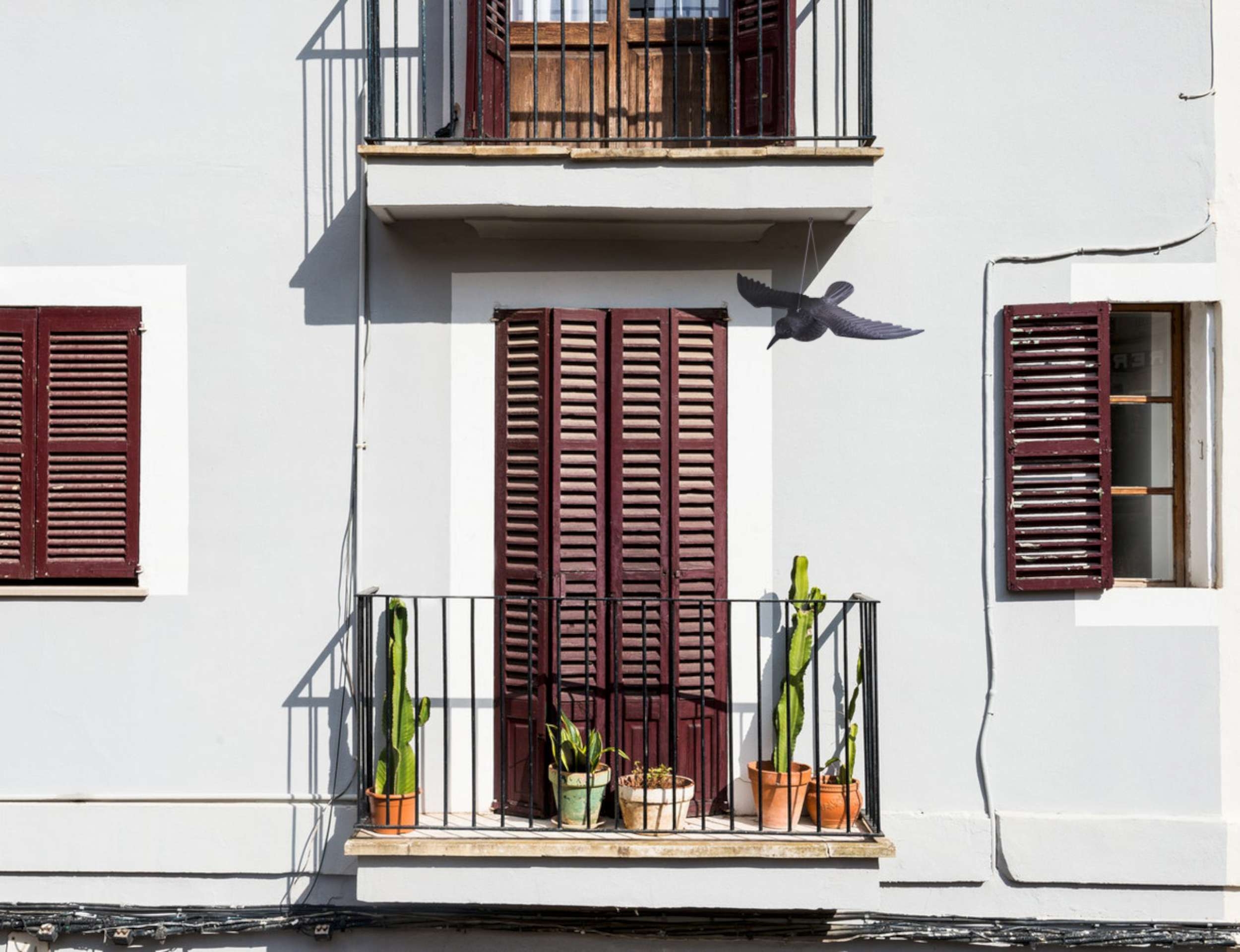 Kruk w locie - odstraszacz gołębi i innych ptaków - obrazek 10